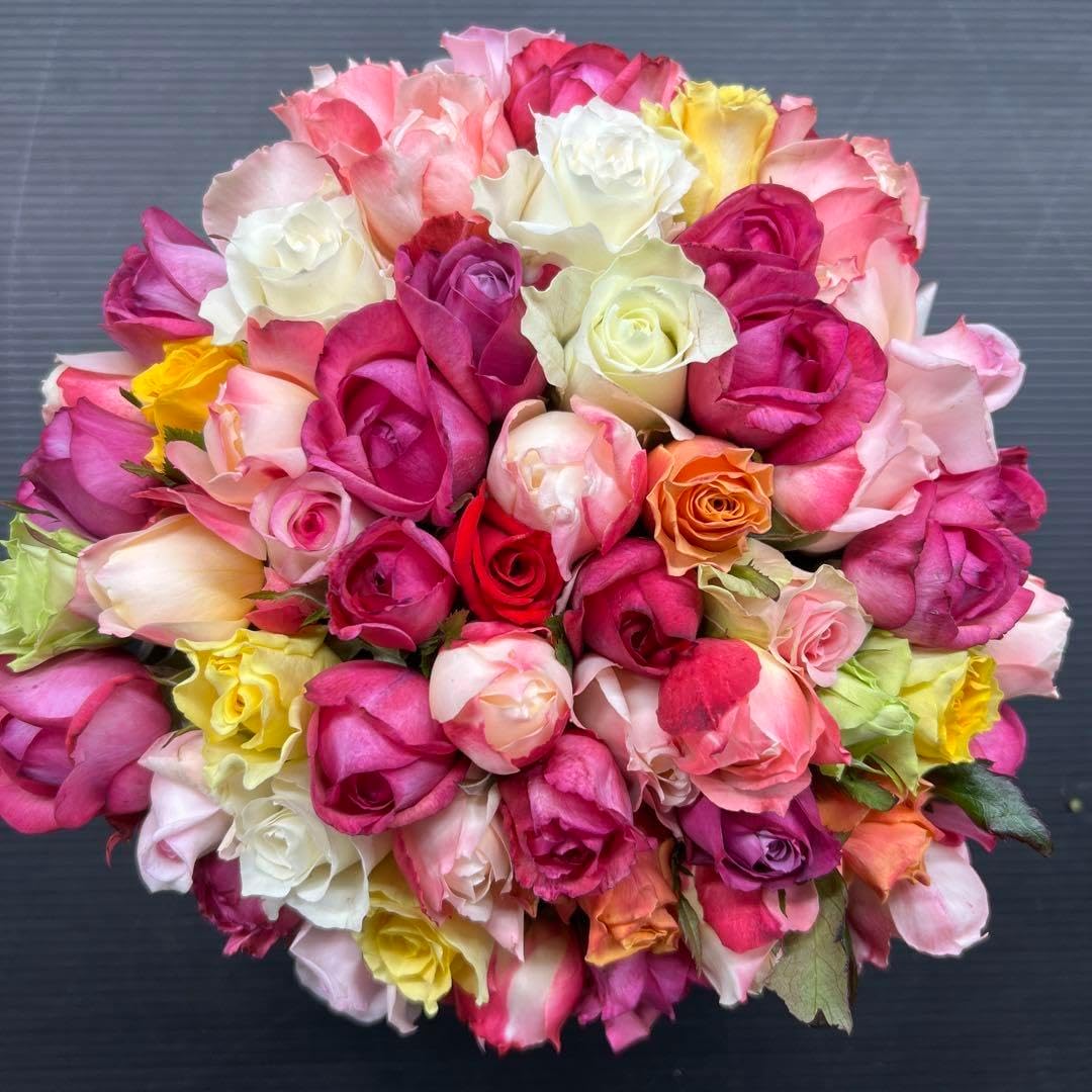 美株 ラフィオナクメプロクンベンス 国内実 塊根植物 多肉 良型